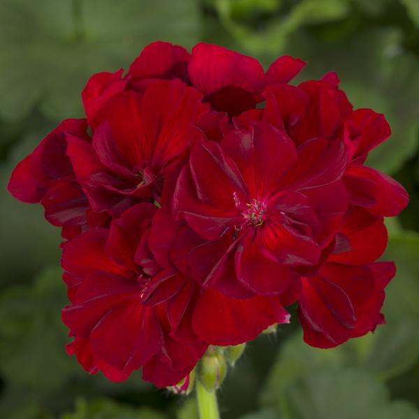 Geranium Interspecific pelargonium interspecific 'Calliope Large Burgundy'