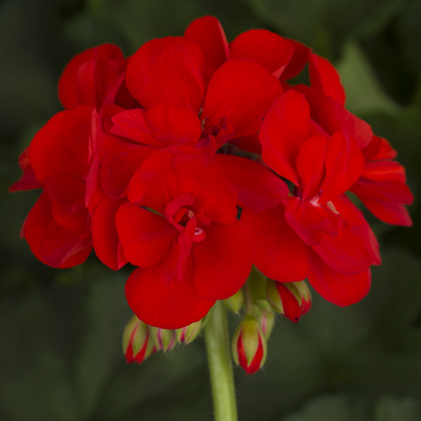 Geranium Zonal pelargonium zonale 'Americana Bright Red'