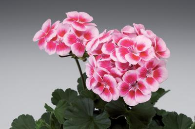 Geranium Zonal pelargonium zonale 'Americana Rose Mega Splash'