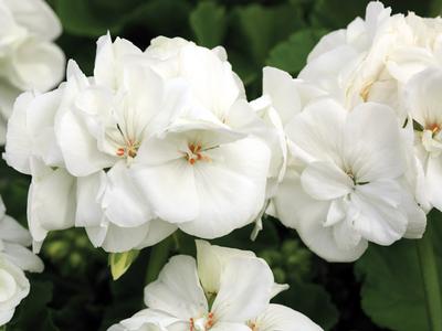 Geranium Zonal pelargonium zonale 'Americana White'