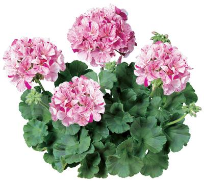 Geranium Zonal pelargonium zonale 'Classic Mosaic Purple'