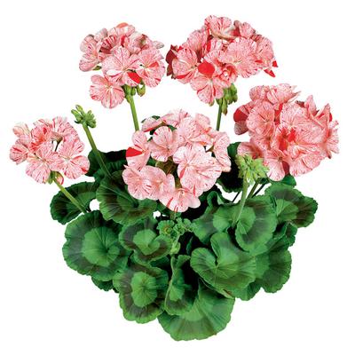 Geranium Zonal pelargonium zonale 'Classic Mosaic Red'