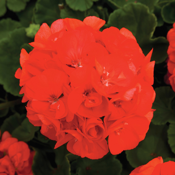 Geranium Zonal pelargonium zonale 'Rocky Mountain Orange'