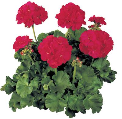 Geranium Zonal pelargonium zonale 'Rocky Mountain Royal Red'