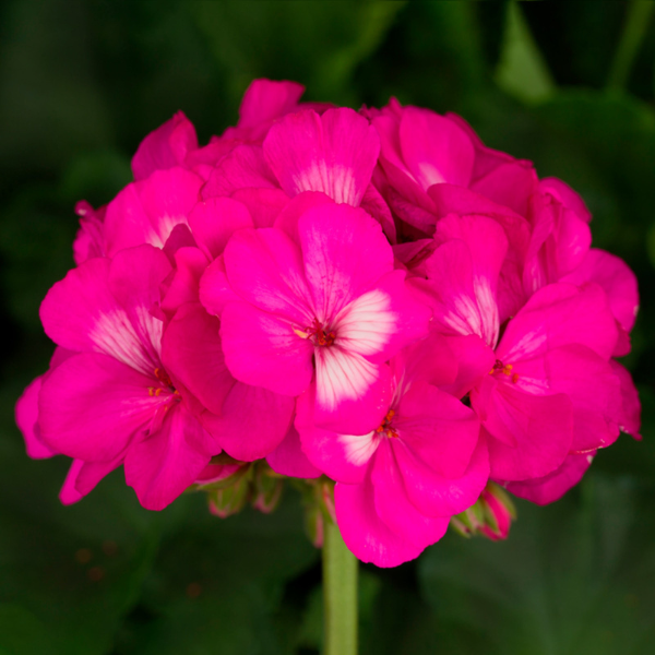 Geranium Zonal pelargonium zonale 'Tango Hot Pink'