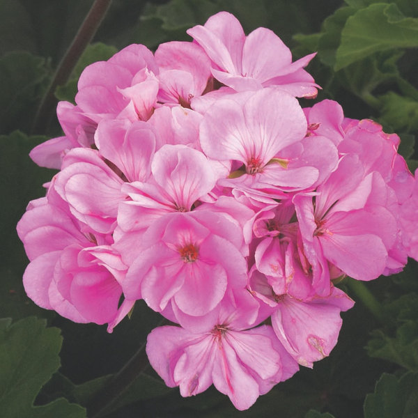 Geranium Zonal pelargonium zonale 'Tango Lavender'