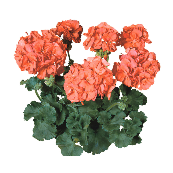 Geranium Zonal pelargonium zonale 'Tango Orange'