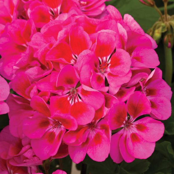 Geranium Zonal pelargonium zonale 'Tango Rose Splash'