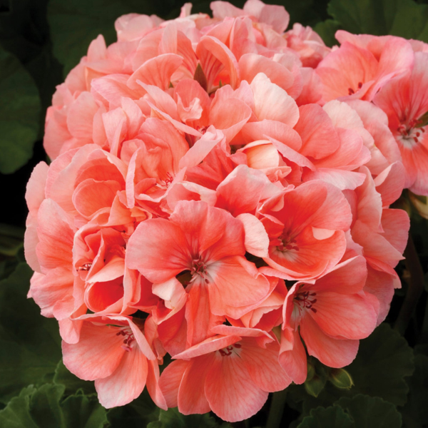 Geranium Zonal pelargonium zonale 'Tango Salmon'