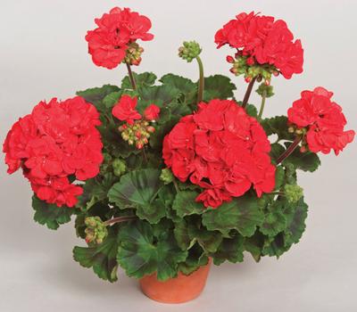 Geranium Zonal pelargonium zonale 'Tango Tango'