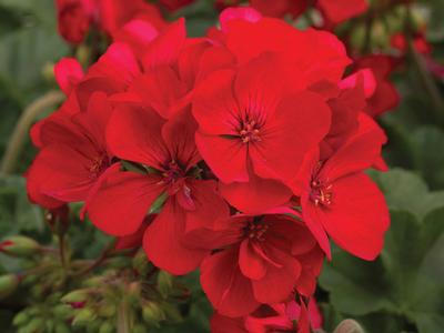 Geranium Zonal pelargonium zonale 'Tango Velvet Red Imp'