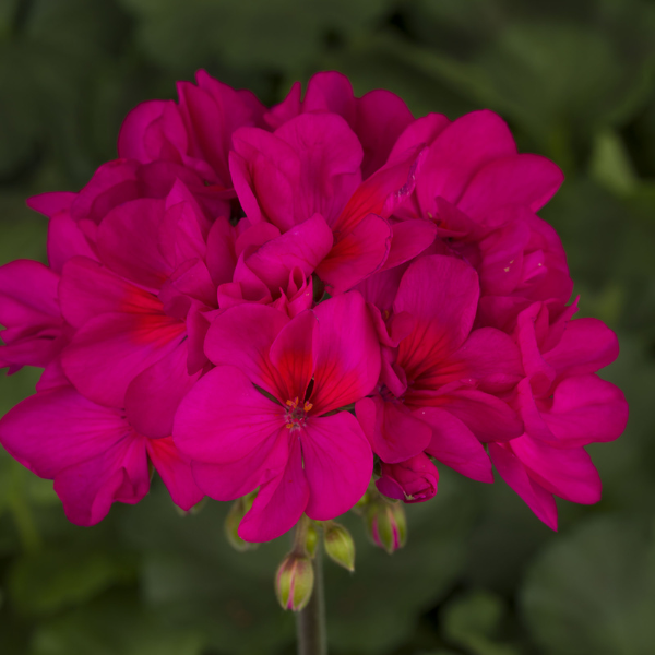 Geranium Zonal pelargonium zonale 'Tango Violet'