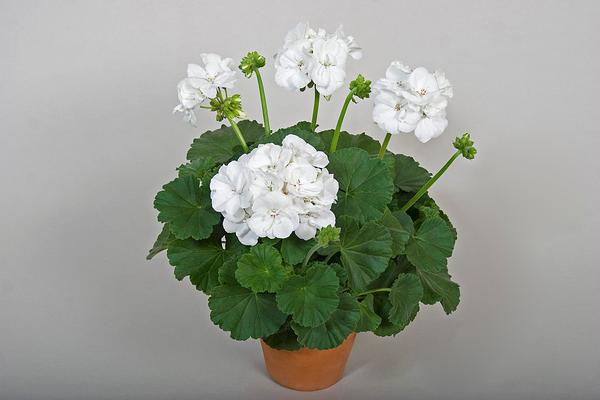 Geranium Zonal pelargonium zonale 'Tango White'