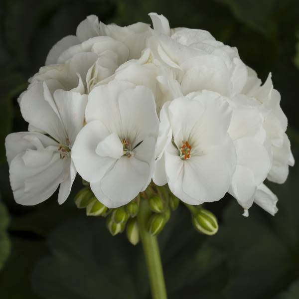 Geranium Zonal pelargonium zonale 'Tango White'