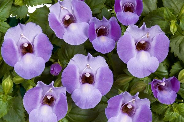 Torenia hybrida 'Blue Moon'
