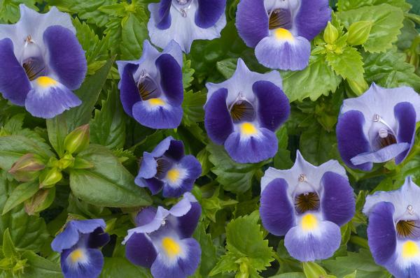 Torenia hybrida 'Indigo Moon'