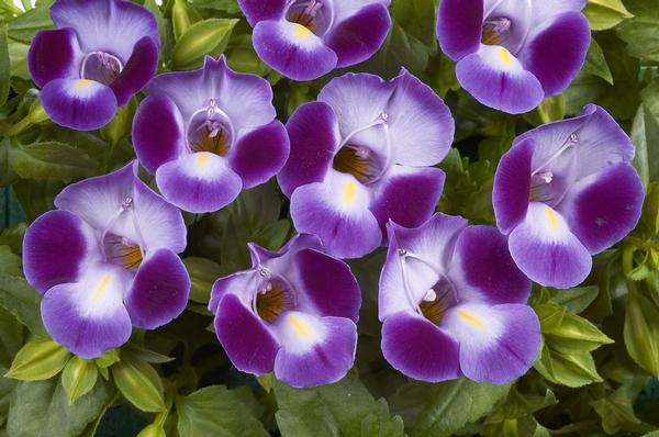 Torenia hybrida 'Purple Moon'