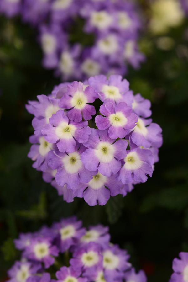 Verbena hybrida 'Blues Lavender with Eye'