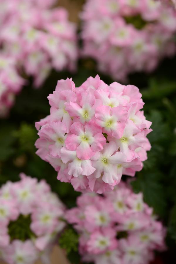 Verbena hybrida 'Blues Light Pink with Eye'