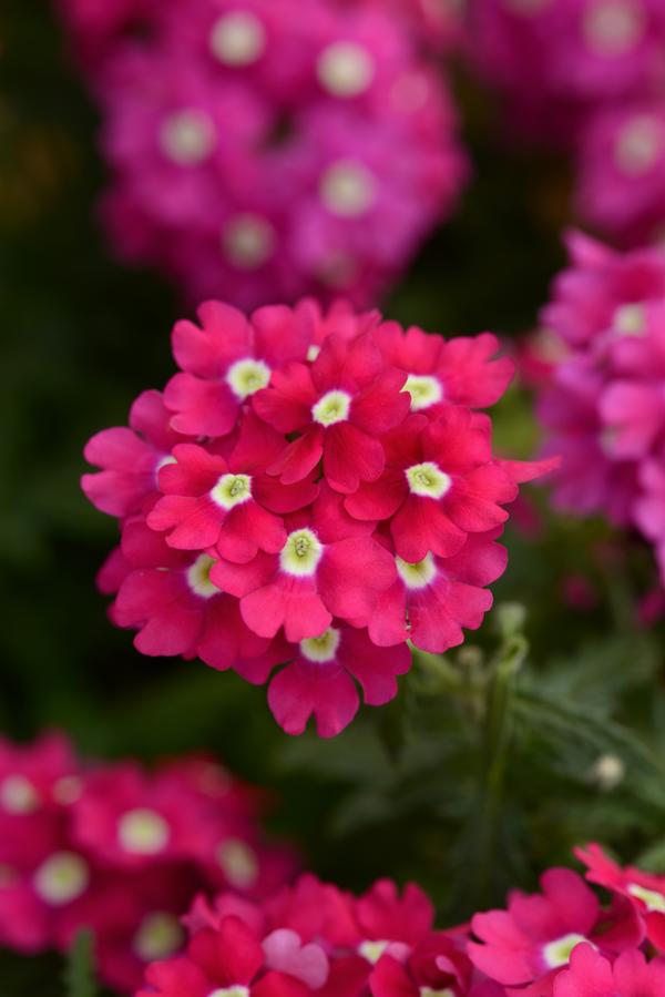 Verbena hybrida 'Blues Magenta with Eye'