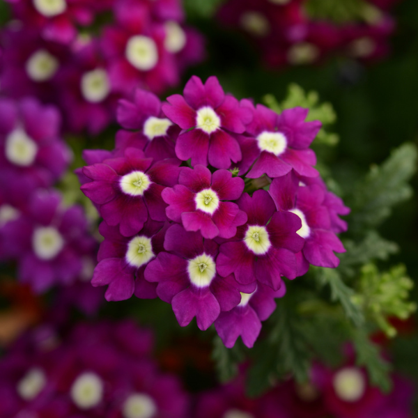 Verbena hybrida 'Blues Purple with Eye'