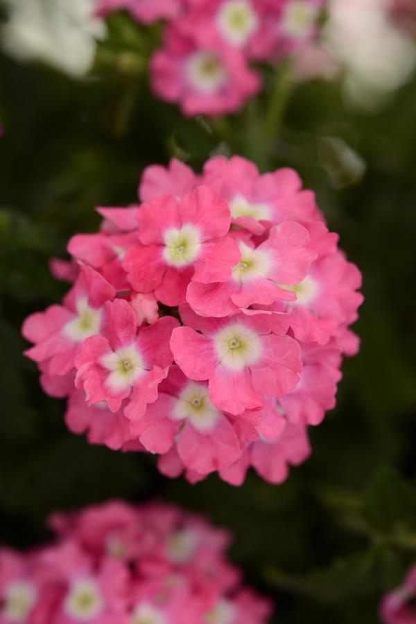 Verbena hybrida 'Blues Rose with Eye'