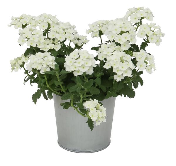 Verbena hybrida 'Blues White '20'