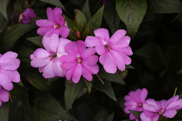 SunPatiens hybrida
