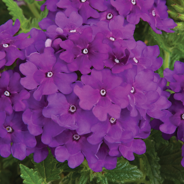 Verbena hybrida 'Lanai Blue'