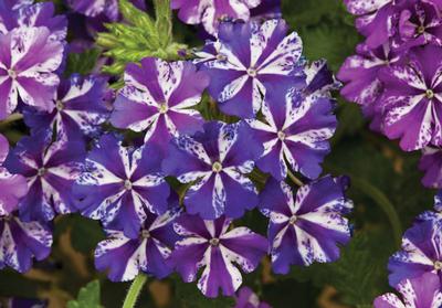 Verbena hybrida 'Lanai Purple Star'