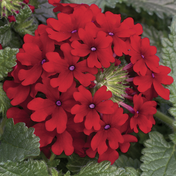 Verbena hybrida 'Lanai Red'