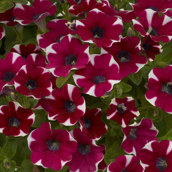 Petunia hybrida 'Cascadias Bicolor Cabernet'