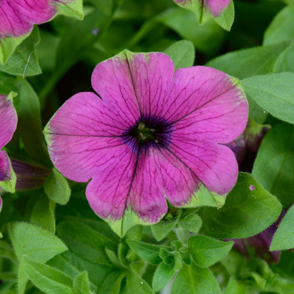 Petunia hybrida 'Cascadias Pitaya'