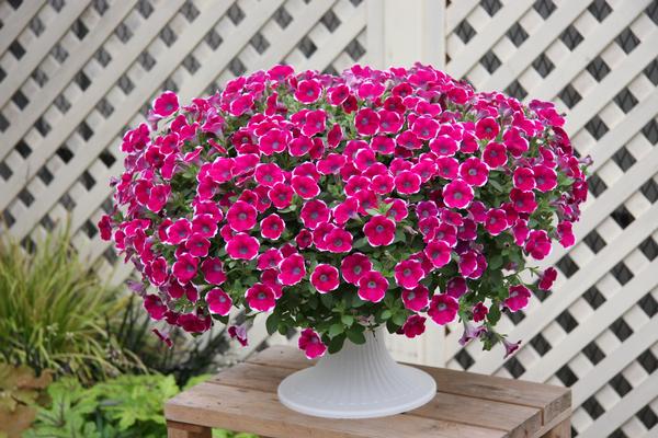 Petunia hybrida 'Cascadias Rim Chianti'