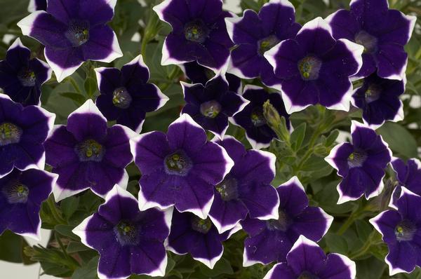 Petunia hybrida 'Cascadias Rim Violet'