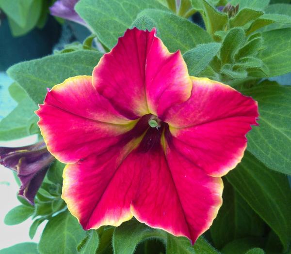 Petunia hybrida 'Crazytunia Mandeville'