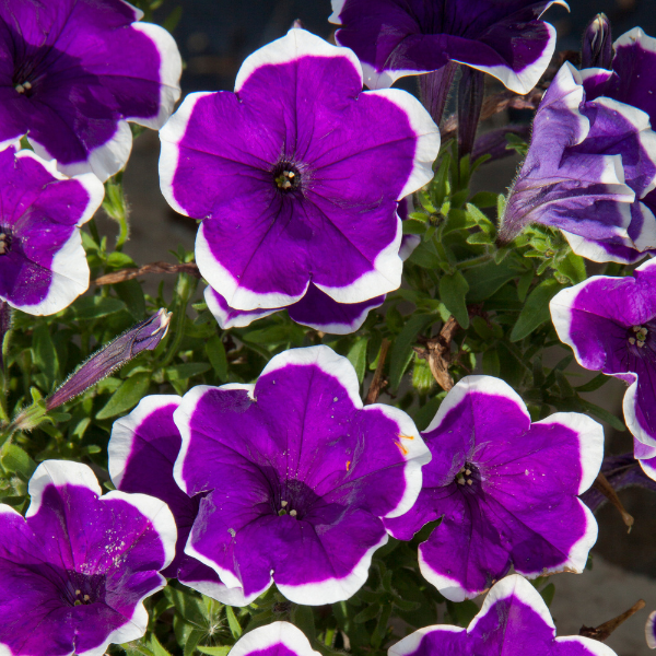 Petunia hybrida 'Headliner Dark Violet Picotee'