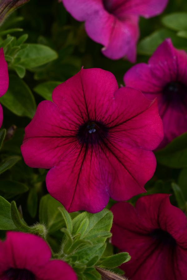 Petunia hybrida 'Headliner Electric Purple'