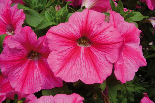 Petunia hybrida