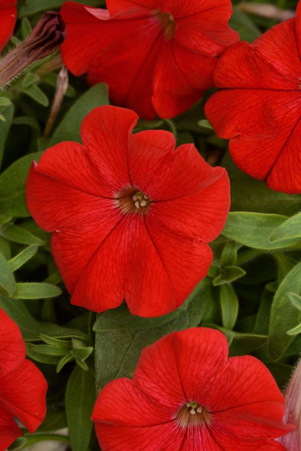 Petunia hybrida 'Headliner Red'