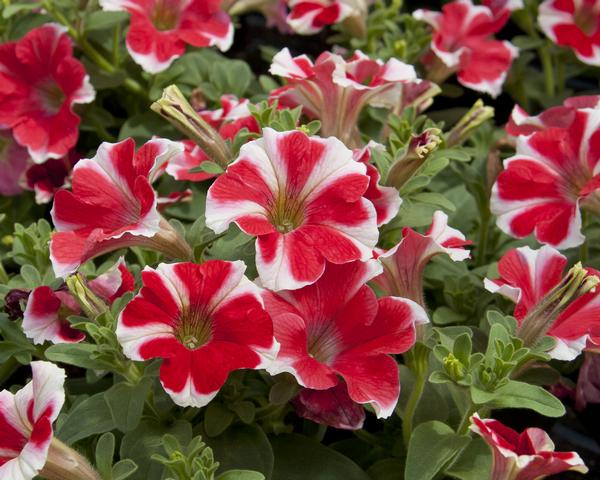 Petunia hybrida 'Headliner Red Star'