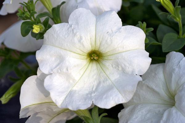 Petunia hybrida 'Headliner White'