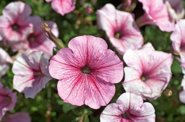 Petunia hybrida 'Headliner White Rose Vein'