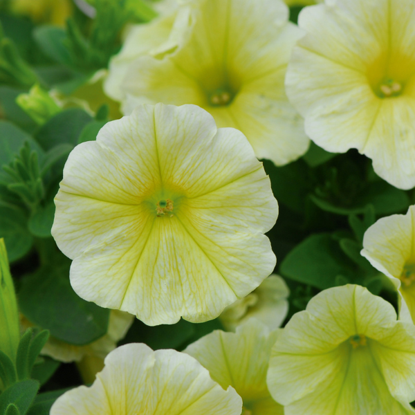 Petunia hybrida 'Headliner Yellow'