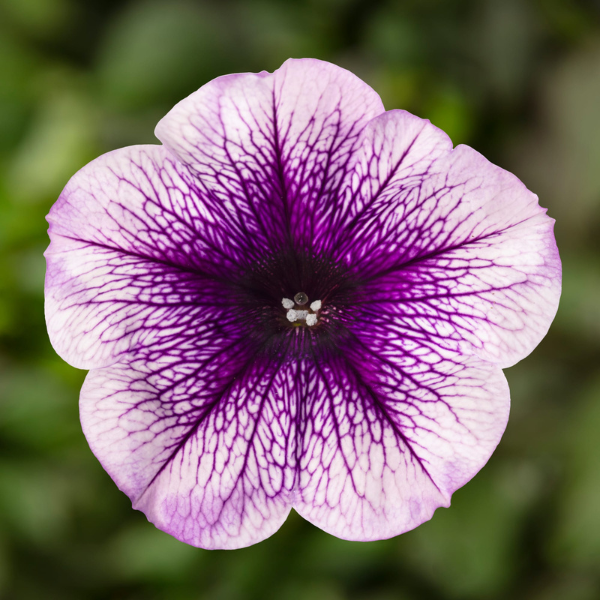 Petunia hybrida 'Sanguna Blue Vein'