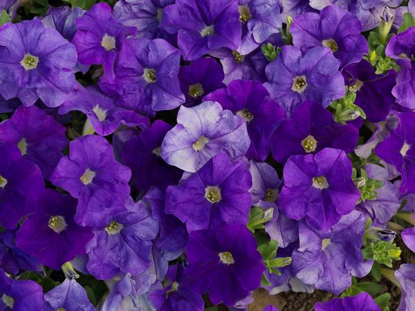 Petunia hybrida 'Sanguna Light Blue'