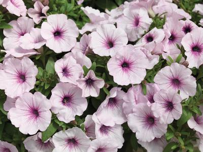 Petunia hybrida 'Sanguna Pink Vein'