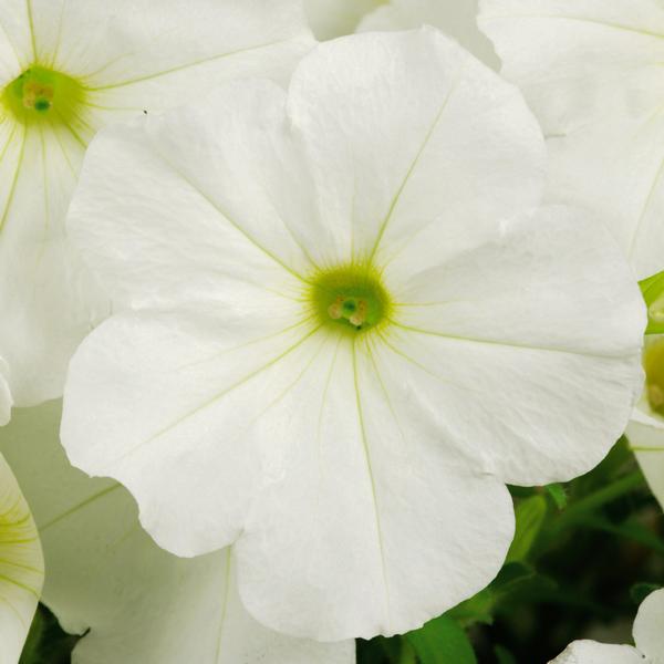 Petunia hybrida