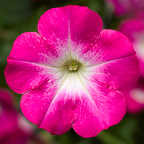 Petunia hybrida 'Sanguna Patio Pink Morn'