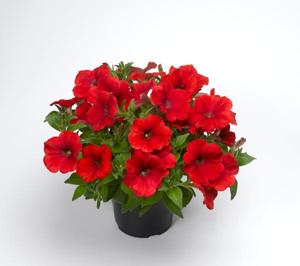 Petunia hybrida 'Sanguna Patio Red'